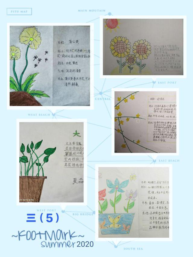 小学生植物卡片制作，植物卡片怎么做三年级？-图4