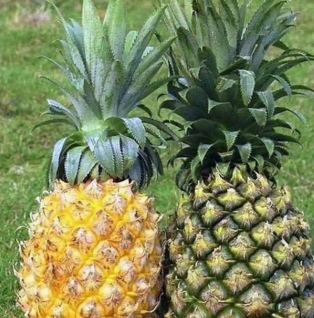 菠萝和凤梨有什么区别
