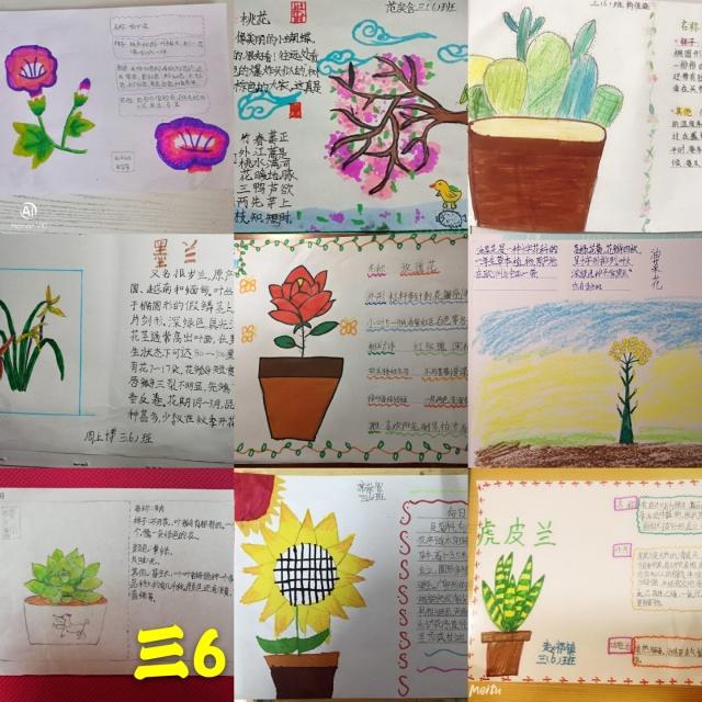 小学生植物卡片制作，植物卡片怎么做三年级？-图8