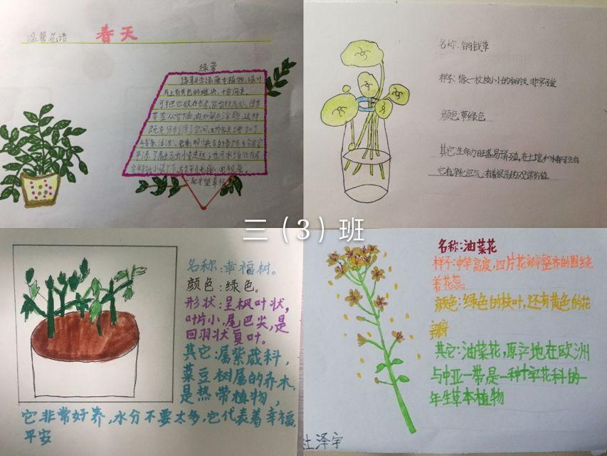 小学生植物卡片制作，植物卡片怎么做三年级？-图2