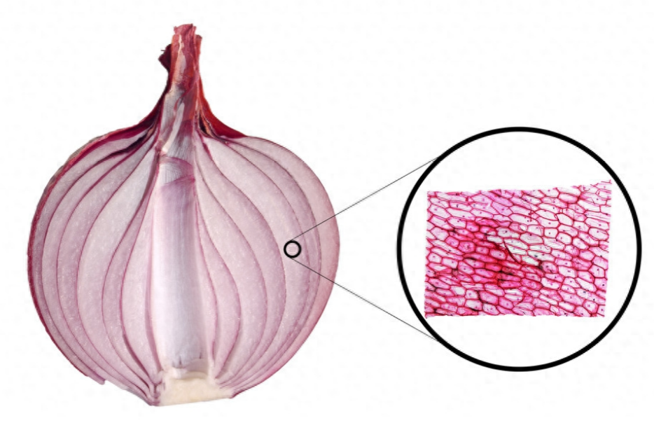 洋葱哪个部位的细胞有叶绿体，洋葱中叶绿体存在的证据揭示