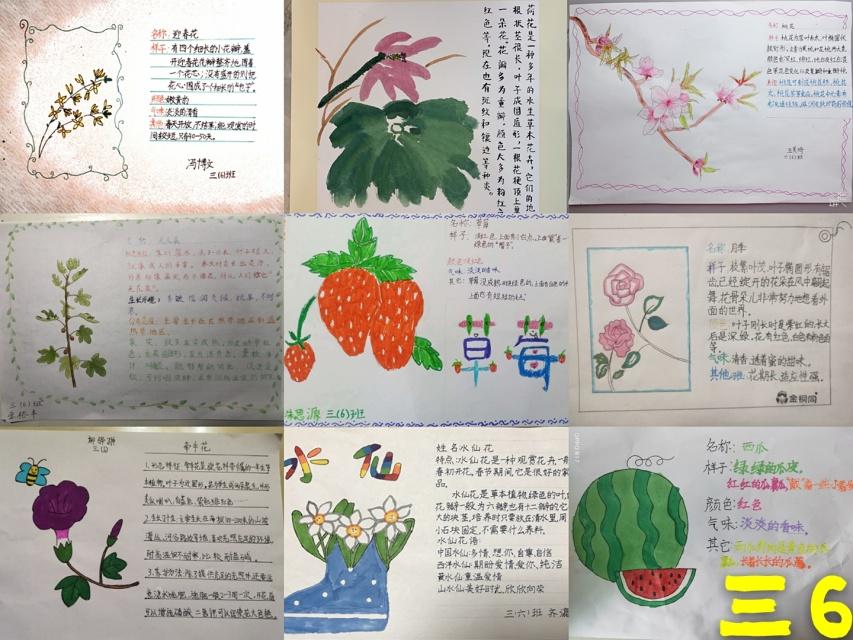 小学生植物卡片制作，植物卡片怎么做三年级？-图7