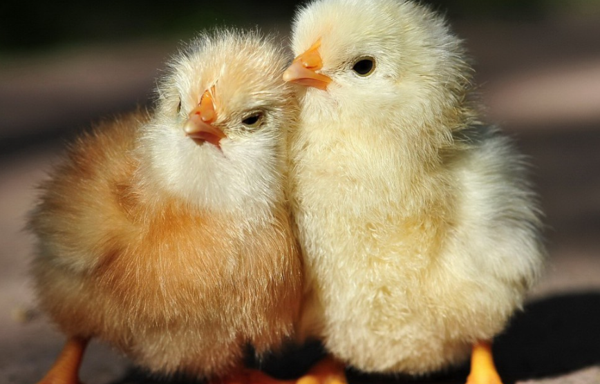 小鸡站不起来是什么原因,如何确保小鸡健康成长
