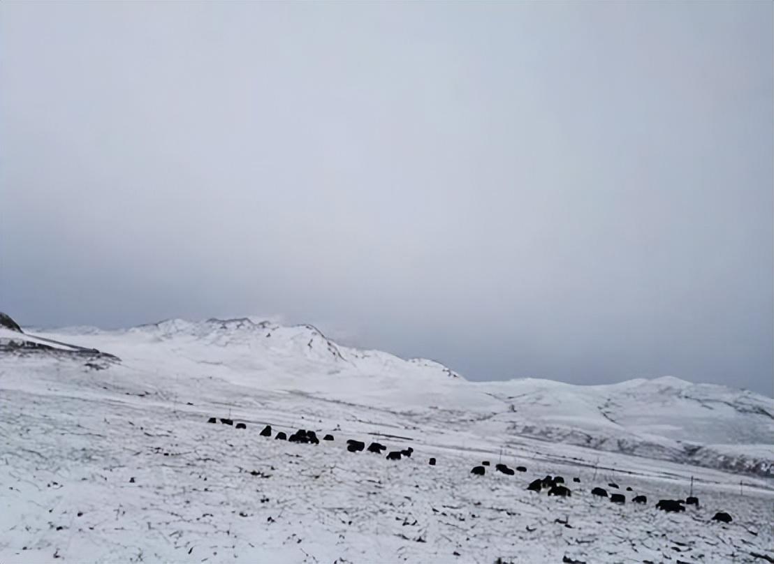 做梦下雪