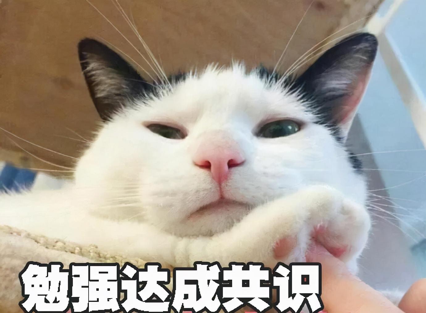 小猫起什么名字好