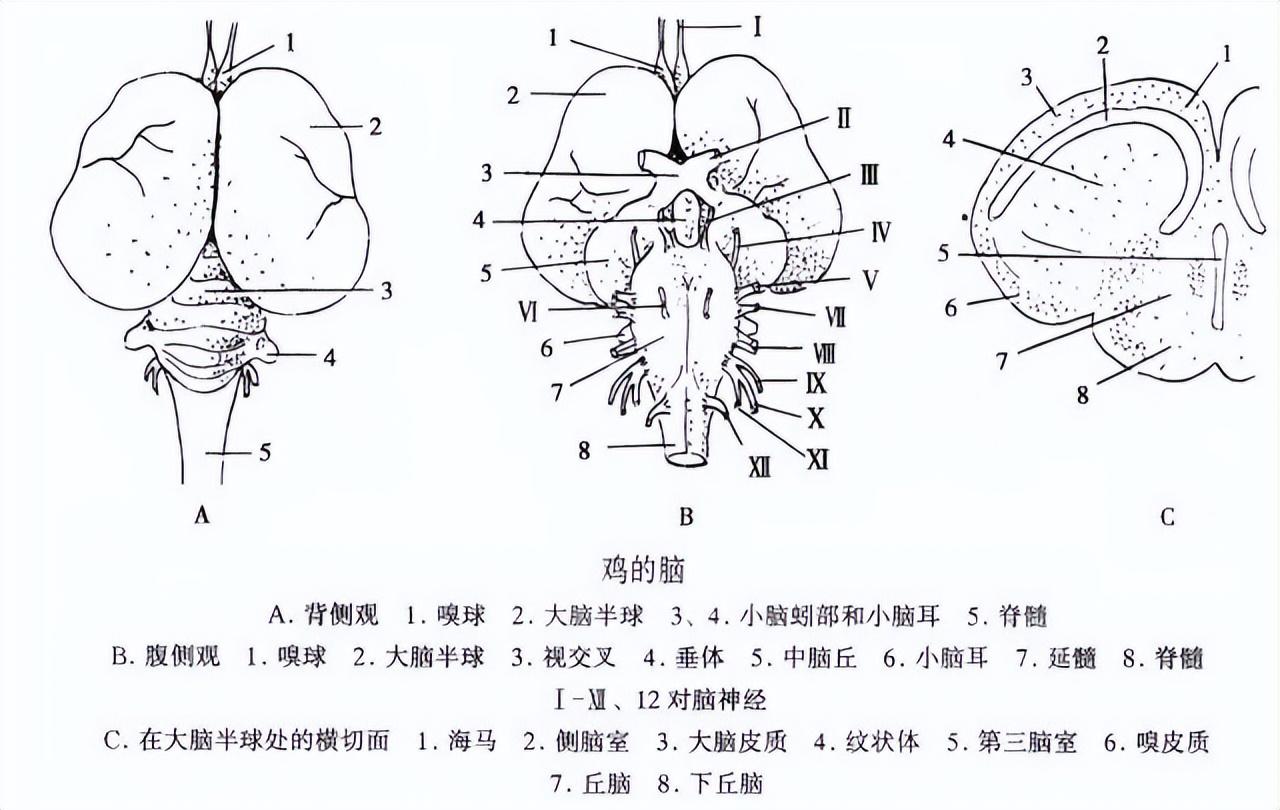 梦见鸡是什么预兆周公解梦