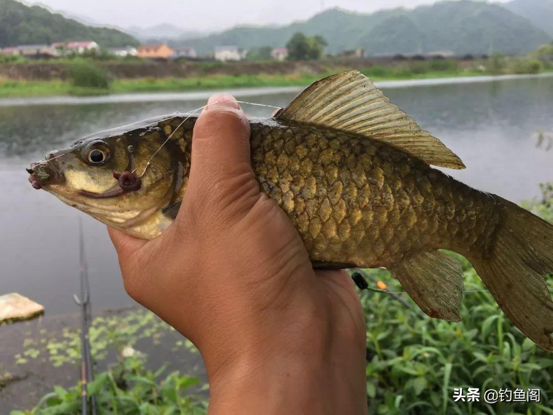 梦到蚯蚓预示着什么