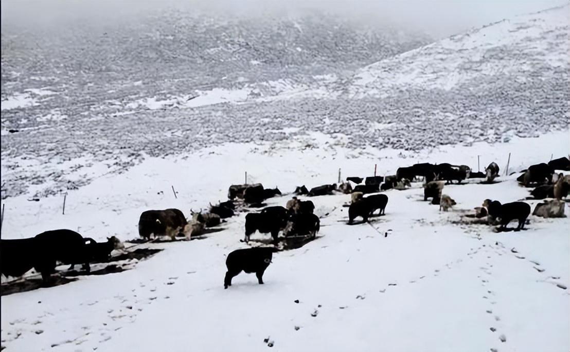 做梦下雪